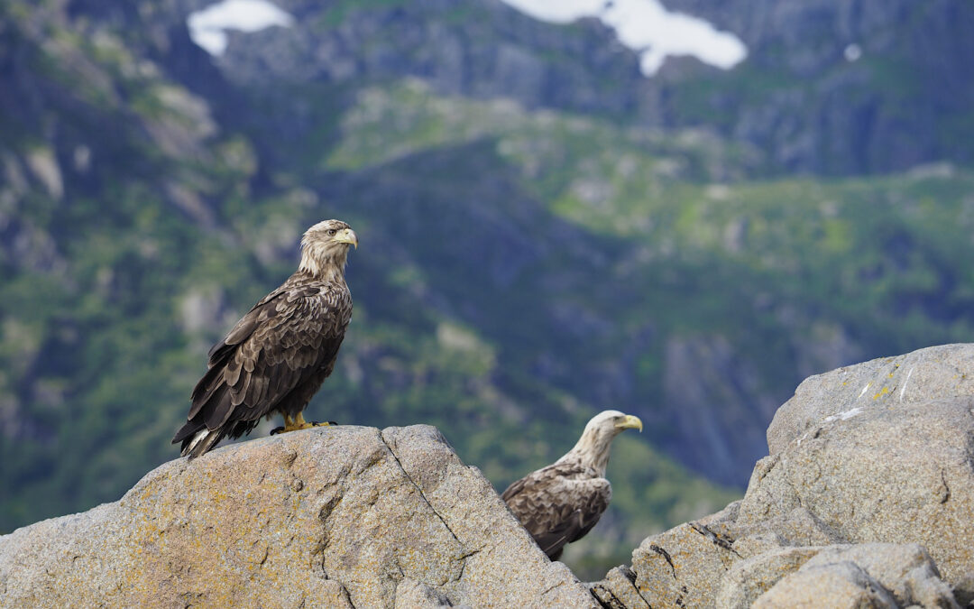 Seeadler und Trollfjord