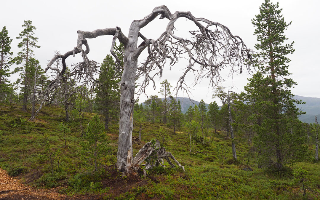 Wanderung im Ånderdalen Nationalpark in Senja