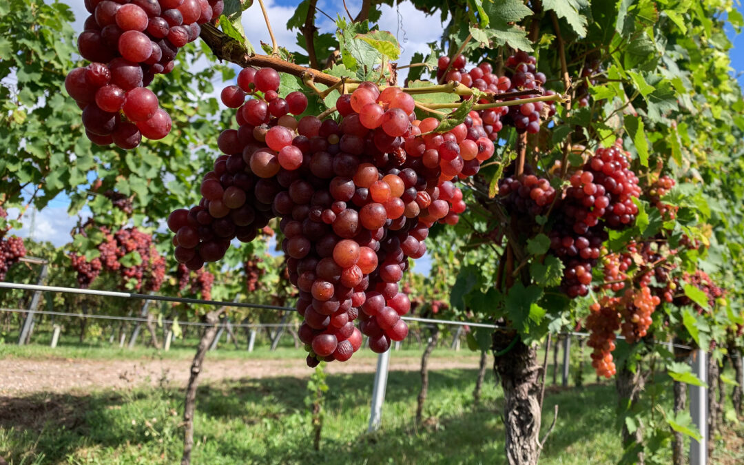 Wein Nachmittag im Weingut Gehring