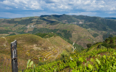 Weinprobe im Douro-Tal – Ein entspannter Tag zwischen Weinbergen